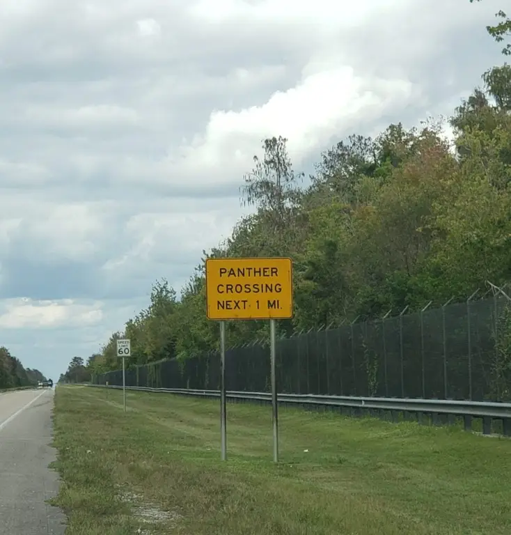 Panther crossing in the Everglades