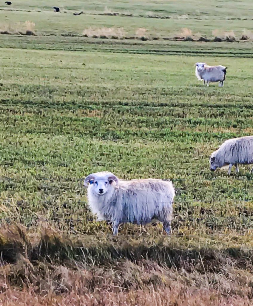 Adorable Icelandic Sheep
