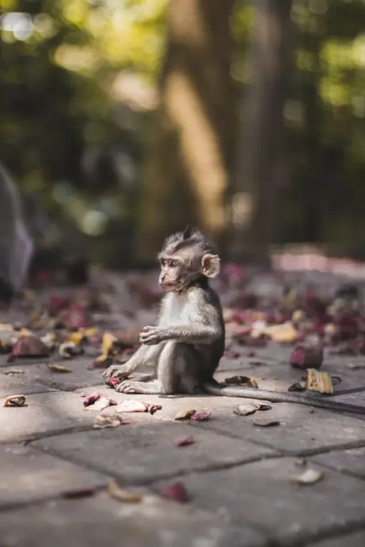 Ubud, Bali
Sacred Monkey Forest