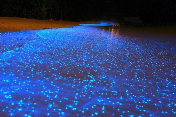 Bioluminescent in Isla Holbox, Mexico