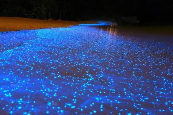 Bioluminescent in Isla Holbox, Mexico