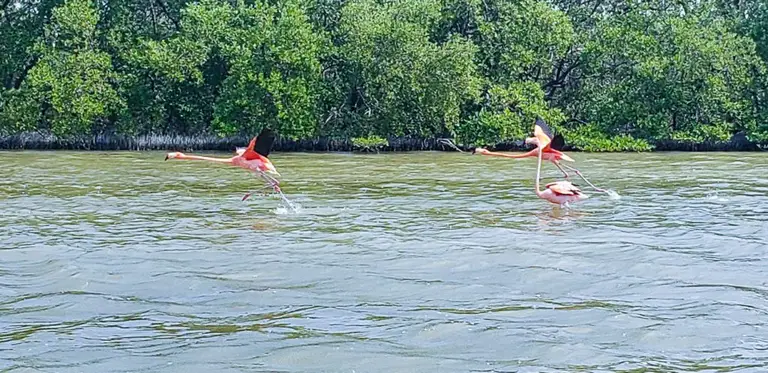 Flamingo Tour on Isla Holbox, Mexico