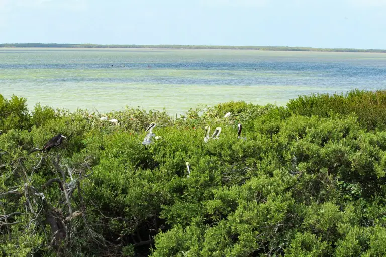 Flamingo Tour on Isla Holbox, Mexico