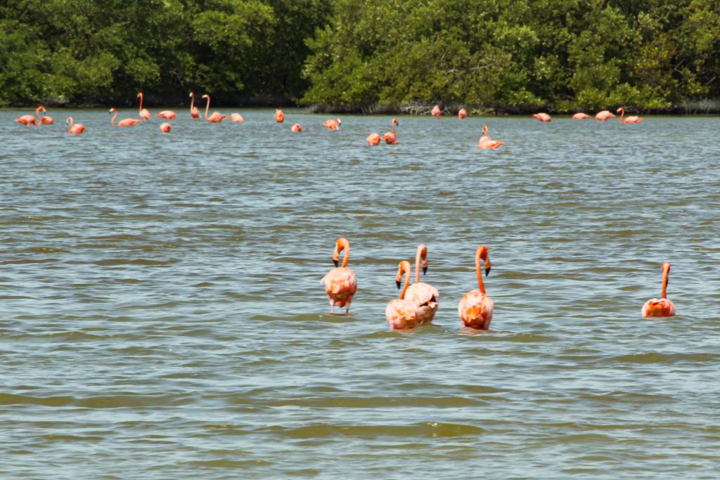 Flamingo Tour on Isla Holbox, Mexico