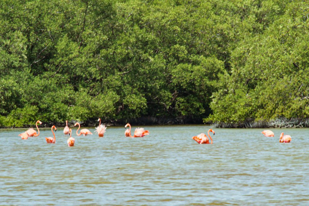 Flamingo Tour on Isla Holbox, Mexico