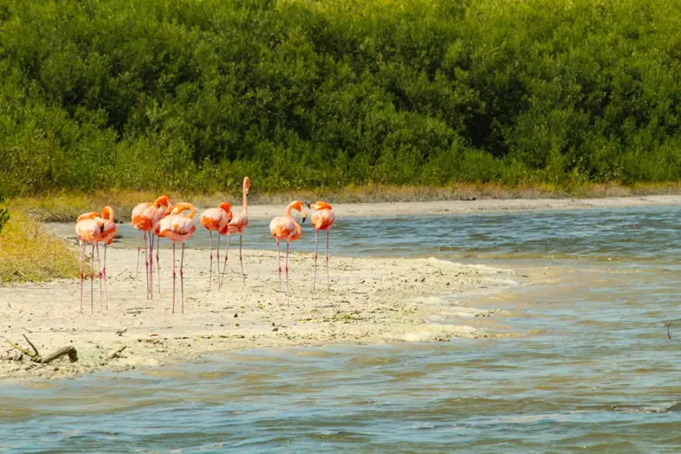 Flamingo Tour on Isla Holbox, Mexico