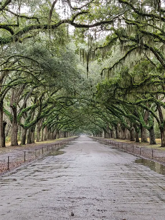 Wormsloe Historic Site
Savannah Georgia