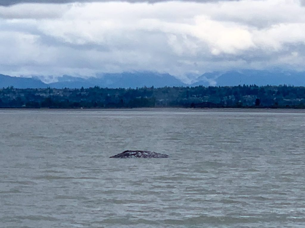 Whale Watching
San Juan Islands Washington