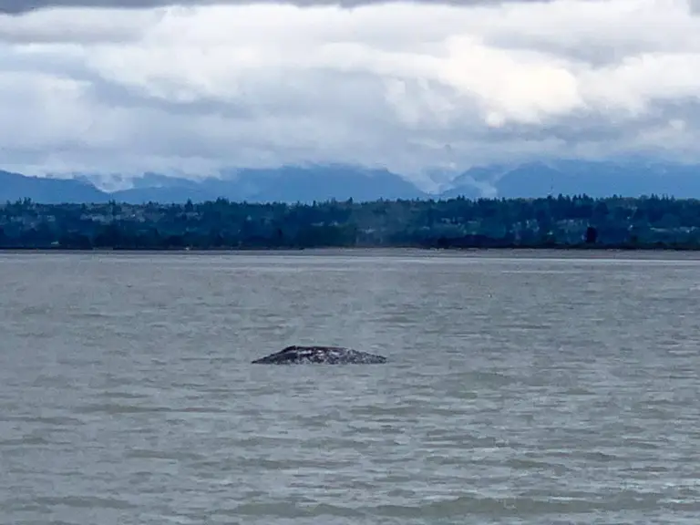 Whale Watching
San Juan Islands Washington