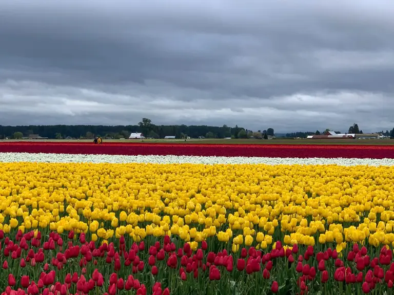 Roozengarde Tulips
Skagit Valley Tulip Festival