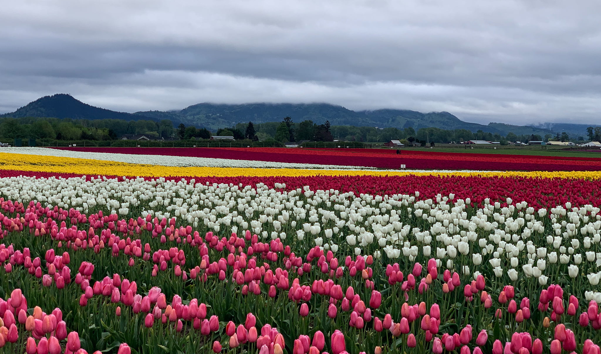 Tulips, Whales & Bridges - An Epic Day in the PNW