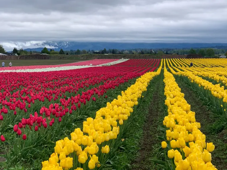 Roozengarde Tulips
Skagit Valley Tulip Festival