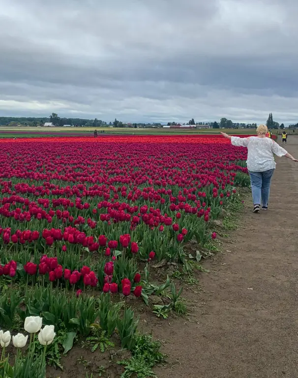 Roozengarde Tulips
Skagit Valley Tulip Festival