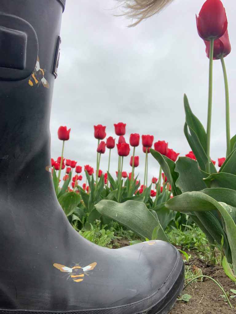 Roozengarde Tulips
Skagit Valley Tulip Festival