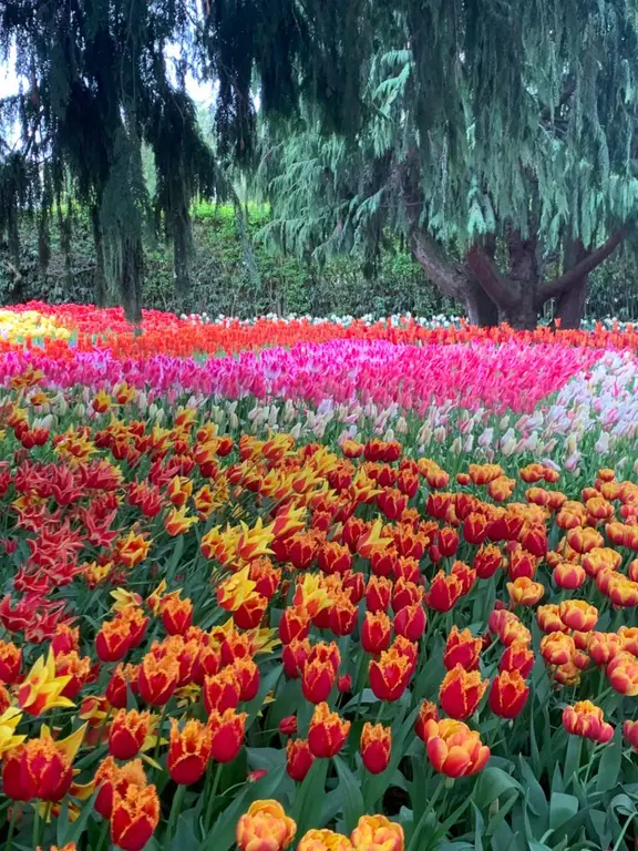 Roozengarde Tulips
Skagit Valley Tulip Festival