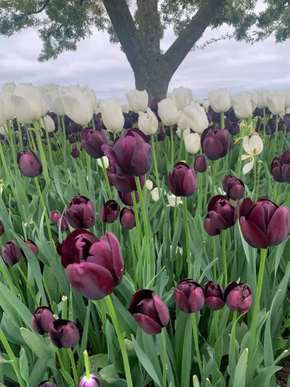 Roozengarde Tulips
Skagit Valley Tulip Festival