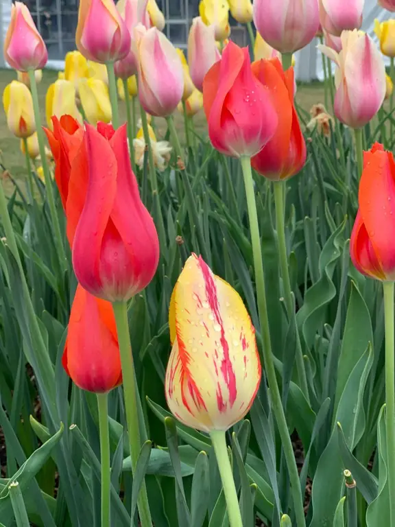 Roozengarde Tulips
Skagit Valley Tulip Festival