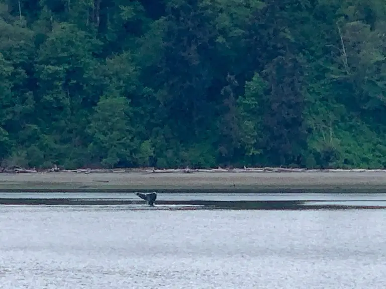 Whale Watching
San Juan Islands Washington