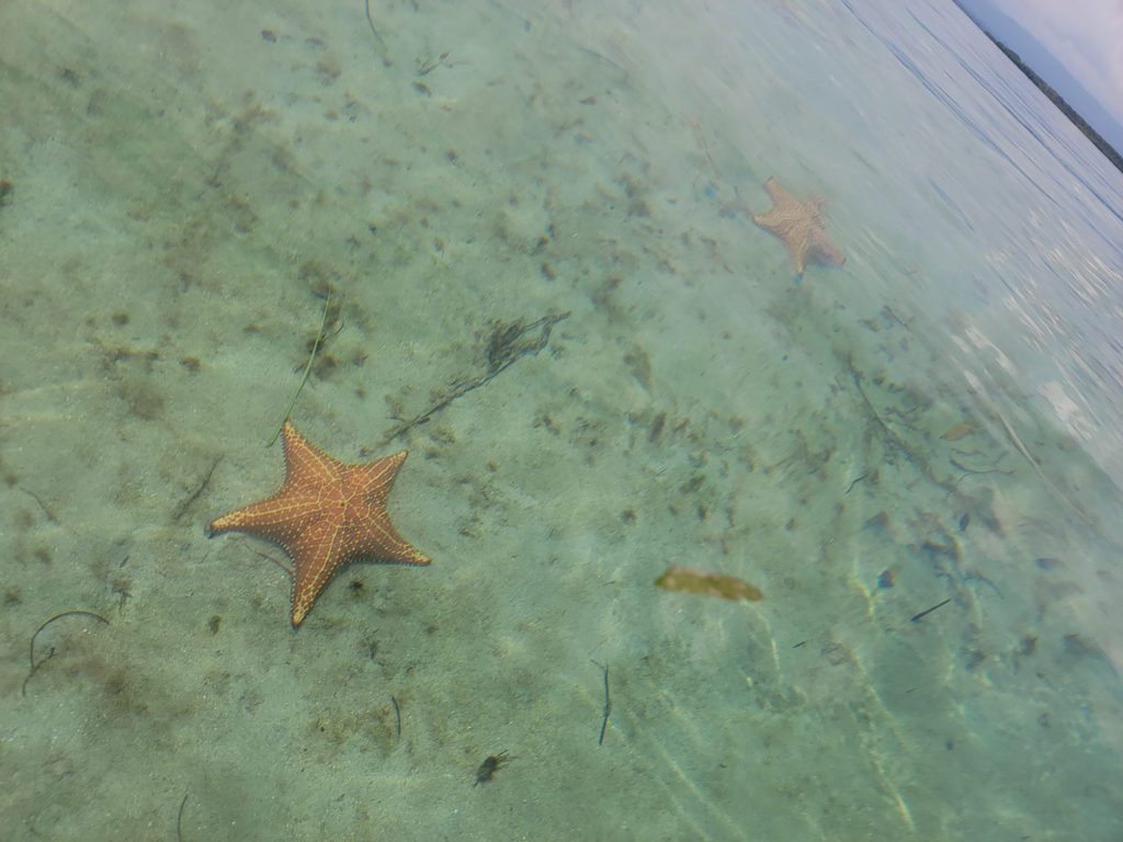 Starfish Beach in Bocas del Toro