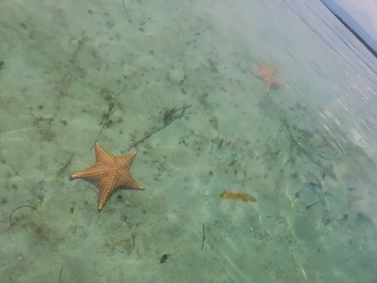 Starfish Beach in Bocas del Toro