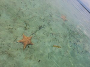 Starfish Beach