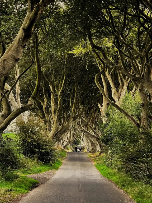 The Dark Hedges, Northern Ireland