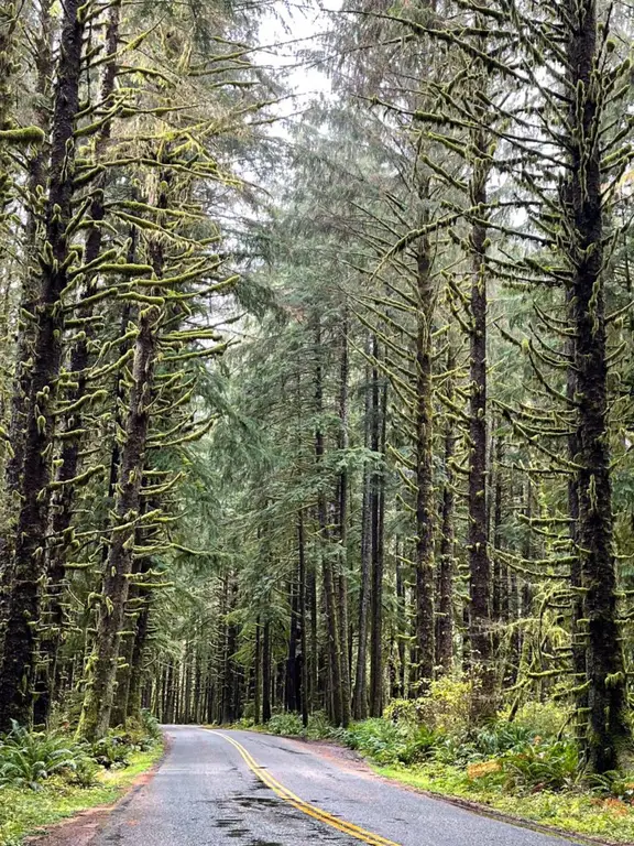 The drive into Hoh Rainforest, Olympic National Park