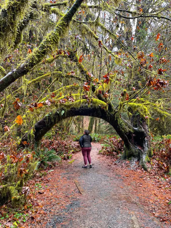 Hall of Mosses - Hoh Rainforest, Olympic National Park