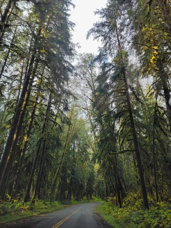 Hall of Mosses - Hoh Rainforest, Olympic National Park