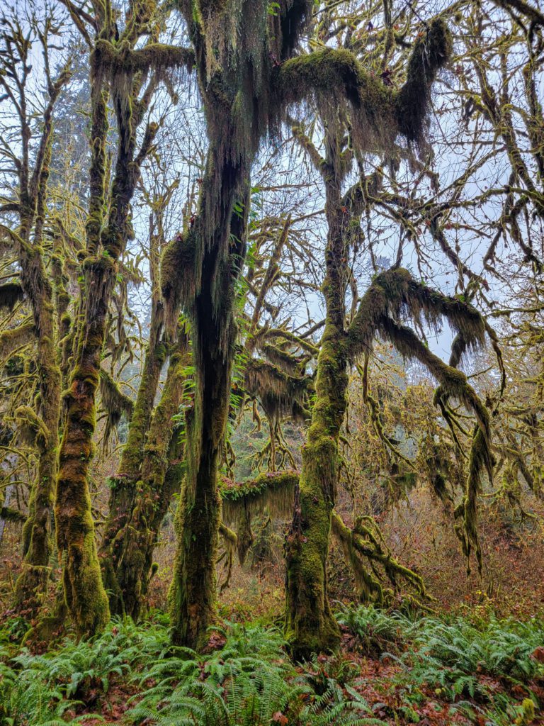 Hall of Mosses - Hoh Rainforest, Olympic National Park
