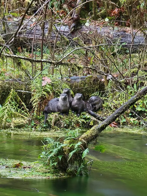 Hoh River and Otters, Hoh Rainforest, Olympic National Park