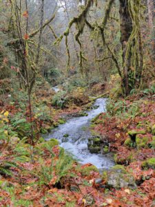 Hall of Mosses - Hoh Rainforest, Olympic National Park