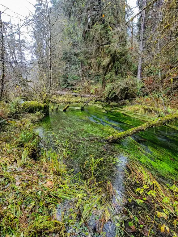 Hoh River and Otters, Hoh Rainforest, Olympic National Park