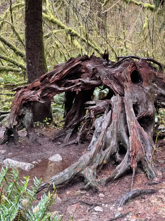 Hall of Mosses - Hoh Rainforest, Olympic National Park