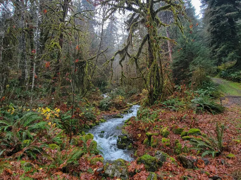 Olympic National Park - Hoh River