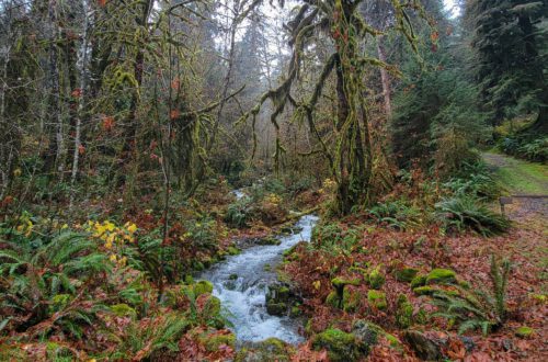 Olympic National Park - Hoh River