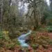 Olympic National Park - Hoh River