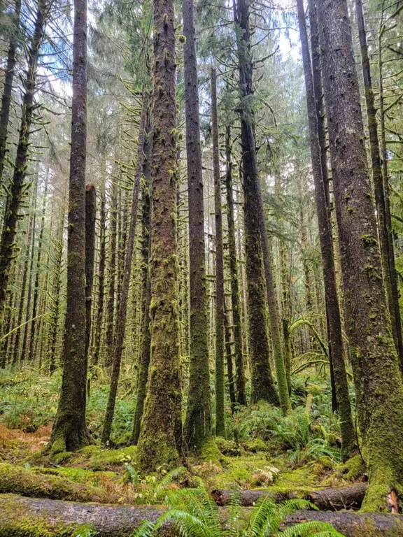 The Hike to Second Beach, La Push, WA, Olympic Peninsula