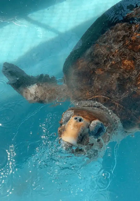 The Turtle Hospital - Sea Turtle Center, Marathon, Florida Keys