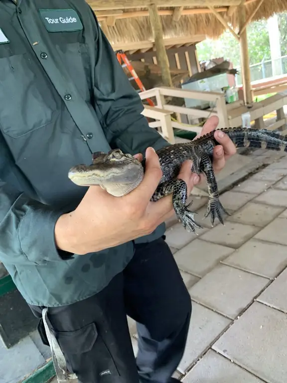 Everglades National Park baby gator