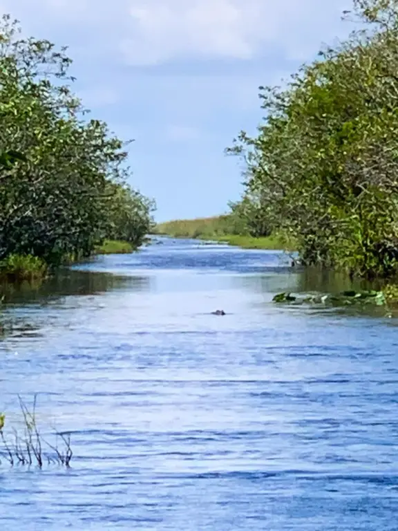 Everglades National Park Gator