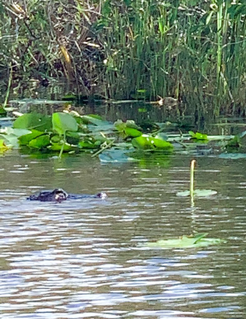 Everglades National Park Gator