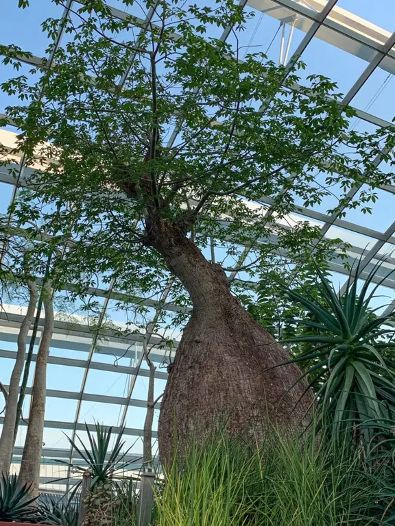 Singapore Gardens by the Bay - Flower Dome