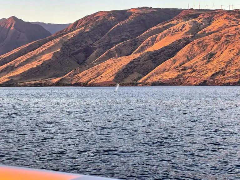 Maui Whale Watching