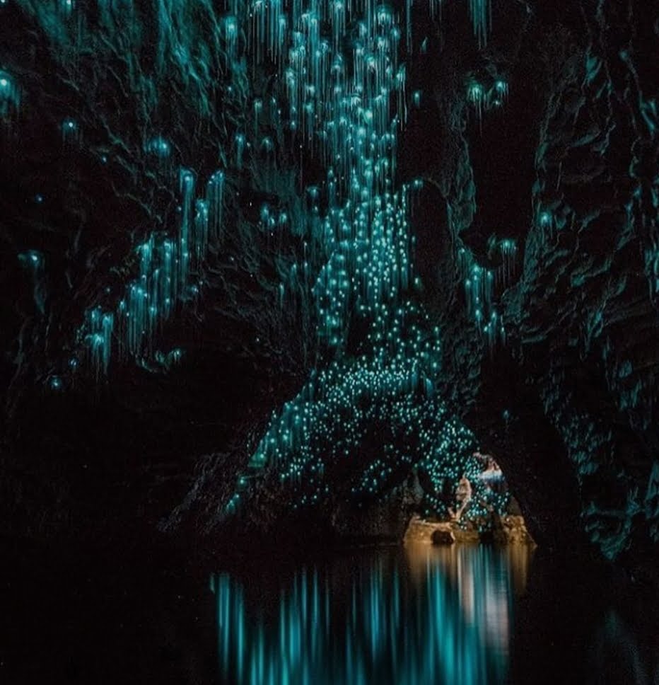 Waimato Glow Worm Caves