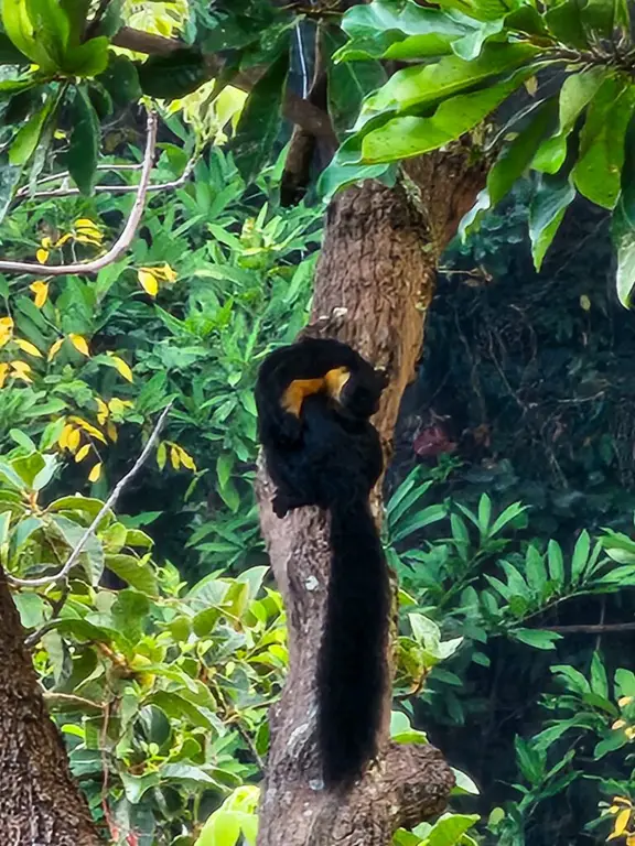 Langkawi wildlife