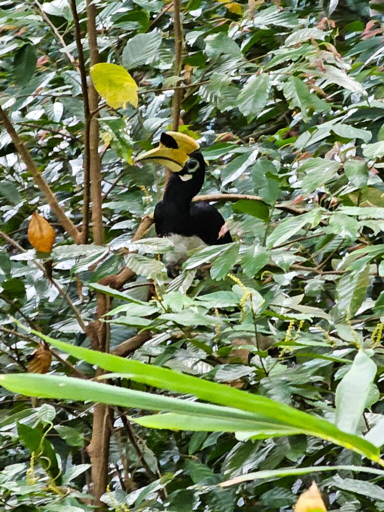 Langkawi wildlife