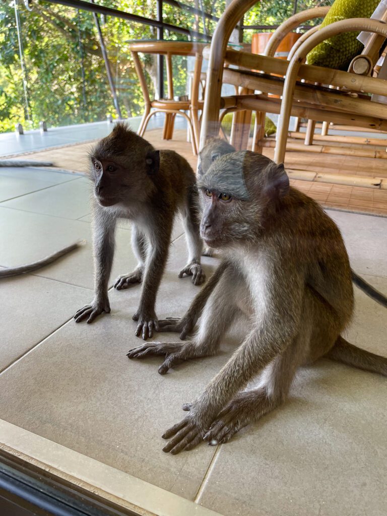 Best of 2023 Monkeys at Ambong Ambong in Langkawi, Malaysia