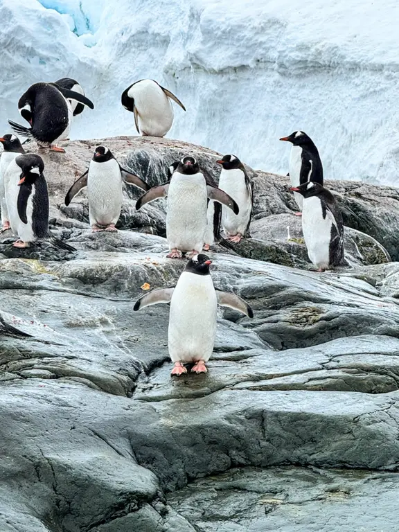 Brown Station Antarctica Penguins