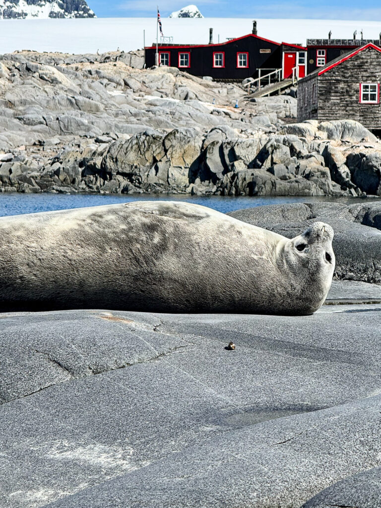 Port Lockroy Antarctica
Weddle Seal